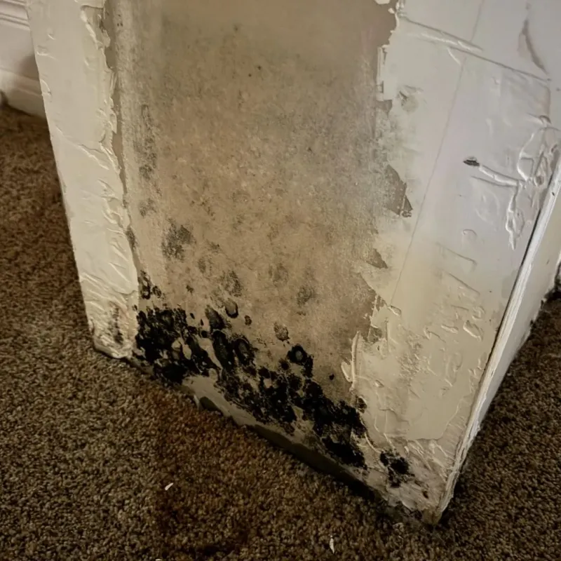 Professional Mold Removal in Shiloh, OH